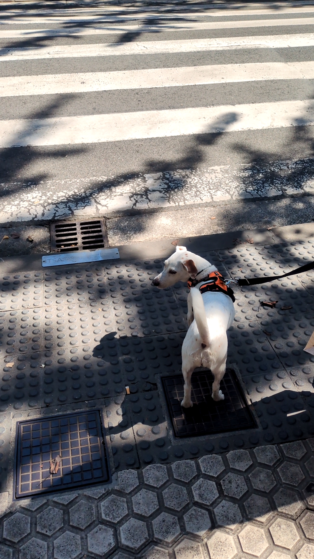 バルセロナの犬